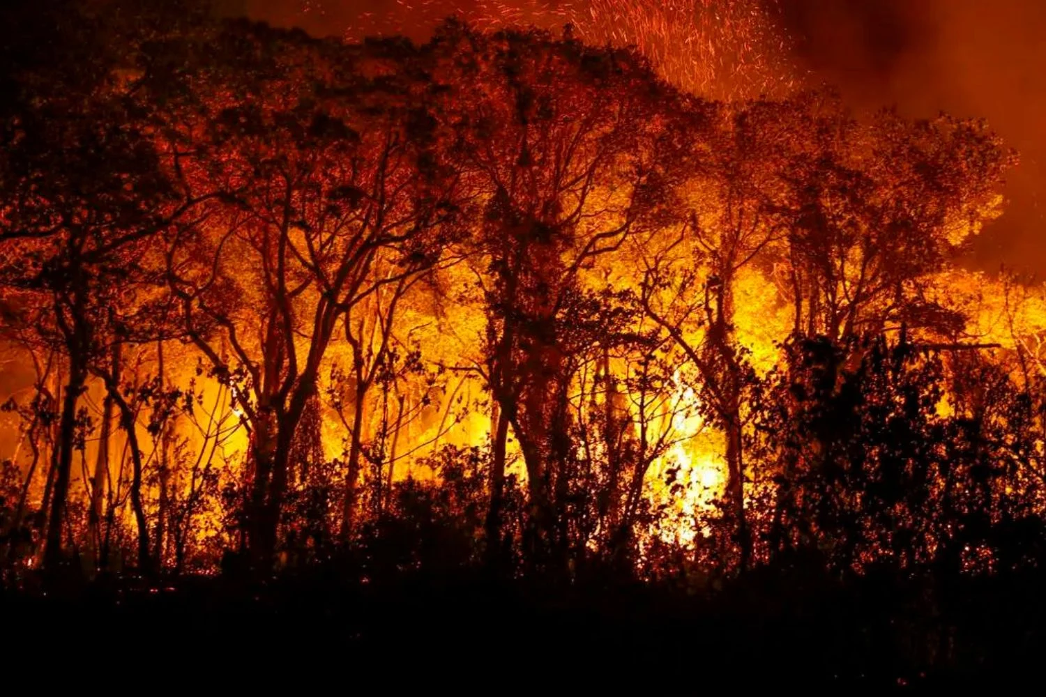 Área queimada no Pantanal de Mato Grosso do Sul dispara 770,7% entre janeiro e julho de 2026 - Imagem do artigo