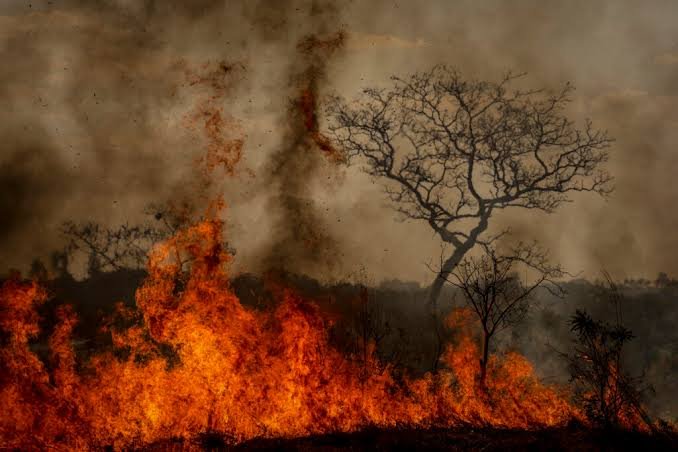 Pantanal registra menor área queimada em 41 anos, mas fogo mantém alta severidade; Corumbá lidera ranking de municípios afetados - Imagem do artigo