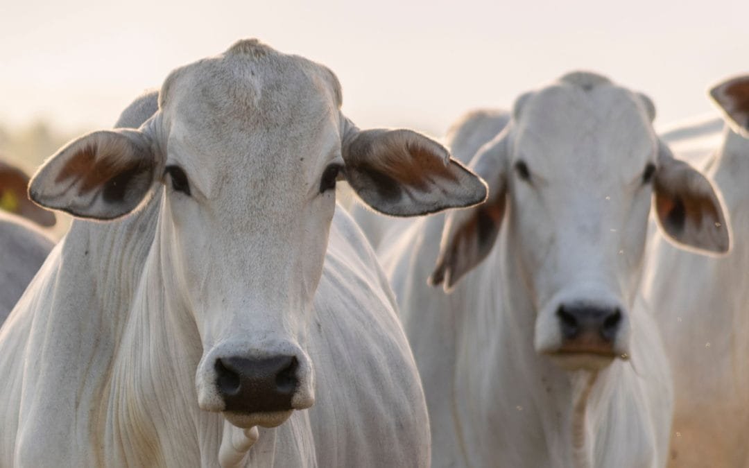 Reconhecimento global contra febre aftosa impulsiona vendas de carne brasileira - Imagem do artigo
