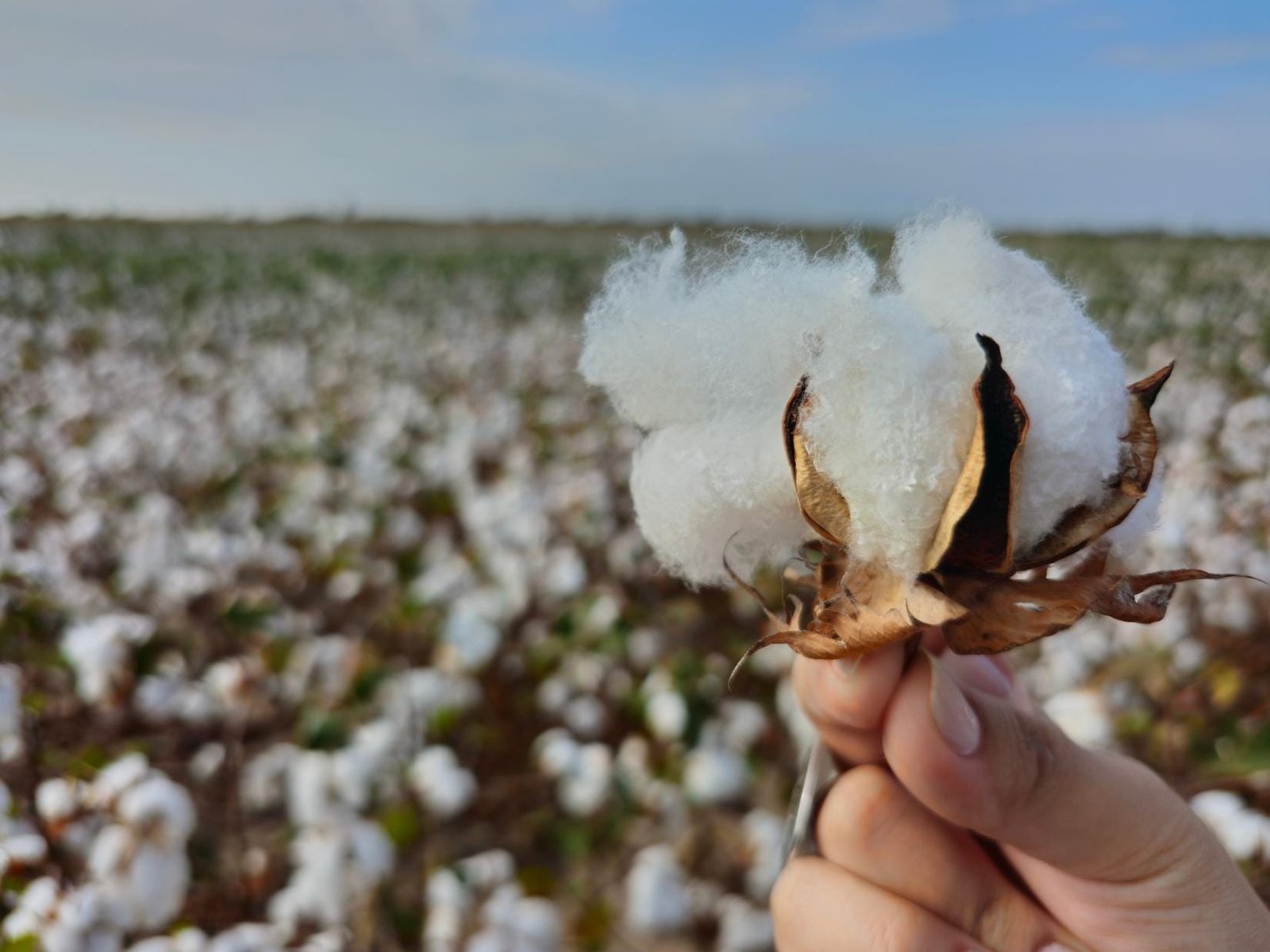 Projeções indicam queda na produção de algodão em 2026/27, mesmo com ampliação da área plantada no Brasil - Imagem do artigo