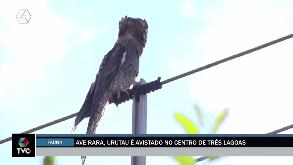 Urutau é flagrado no fio da rede elétrica no centro de Três Lagoas